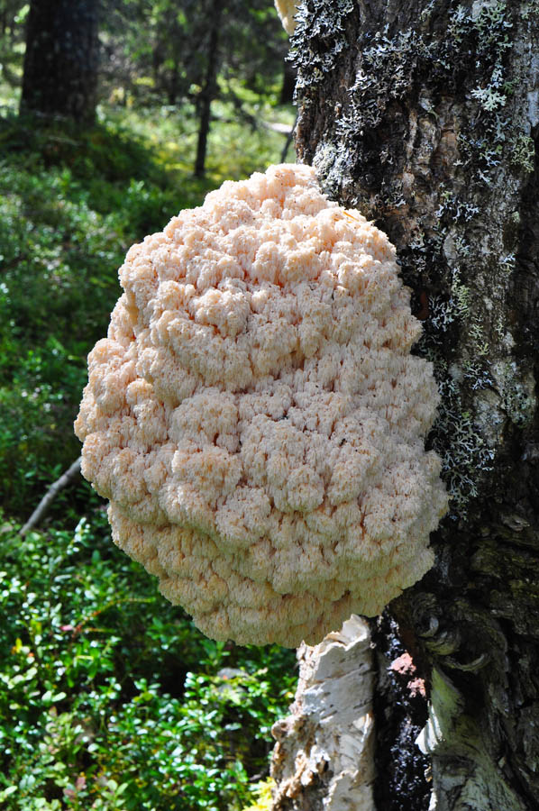 fungo lignicolo finlandese